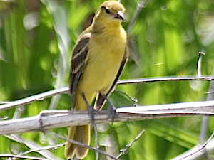 Orchard Oriole - Female